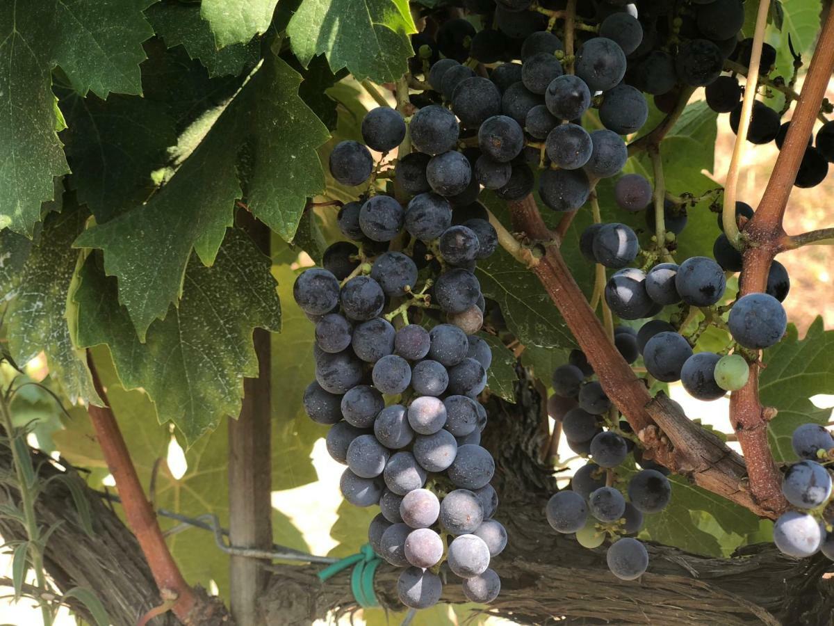 Agriturismo Pieve De Pitti Terricciola Eksteriør bilde