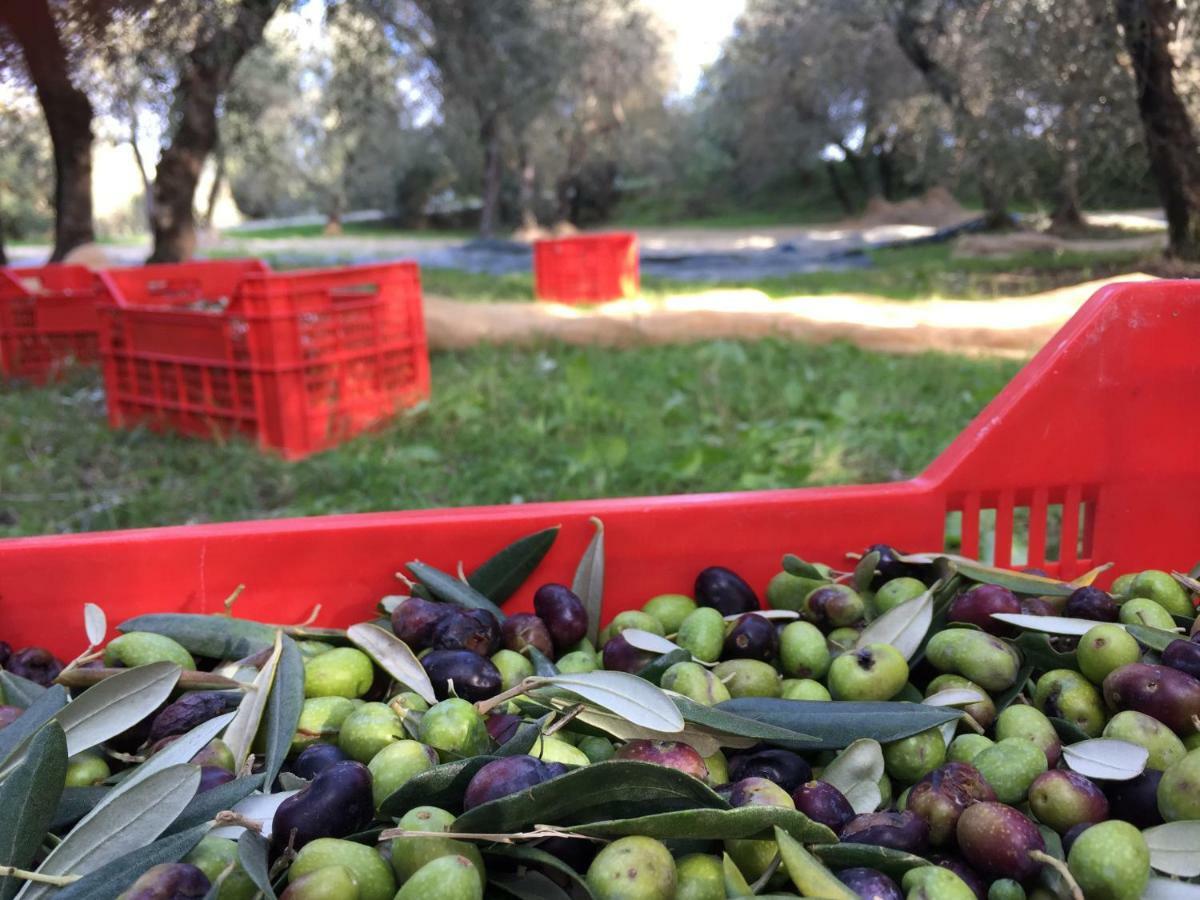 Agriturismo Pieve De Pitti Terricciola Eksteriør bilde