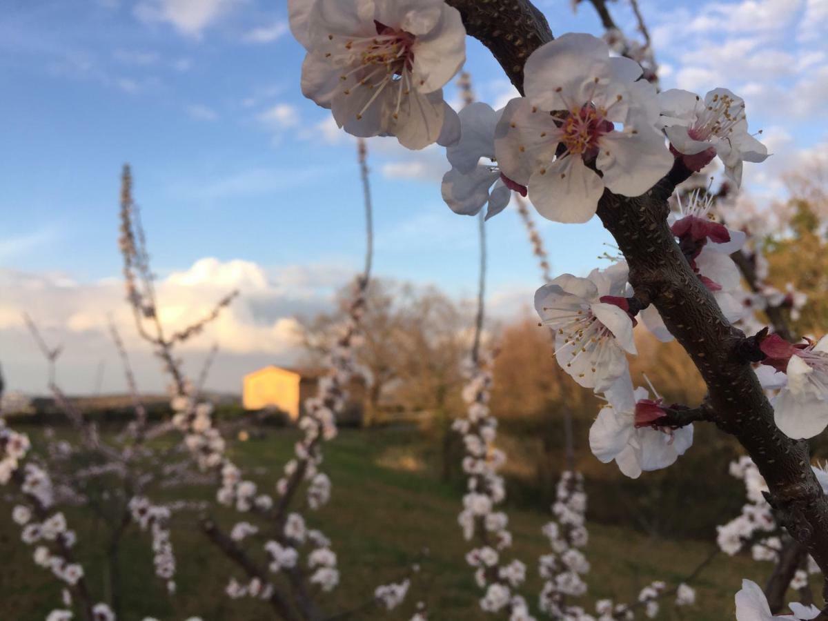 Agriturismo Pieve De Pitti Terricciola Eksteriør bilde
