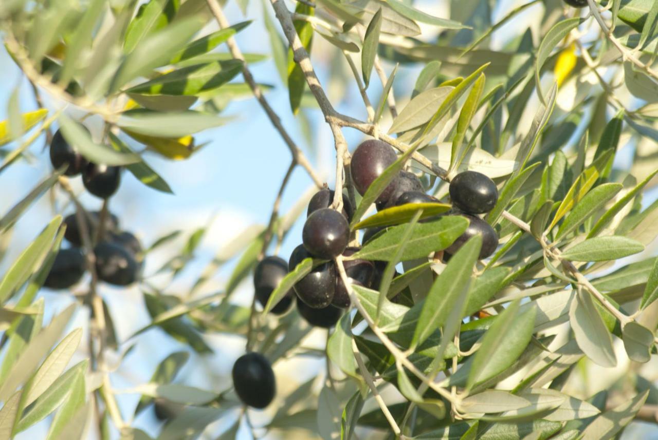 Agriturismo Pieve De Pitti Terricciola Eksteriør bilde
